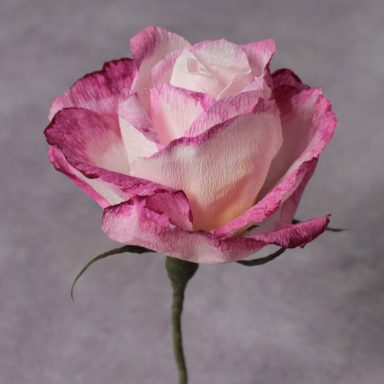 Papierrose mit pinken Rändern, sanft geöffnet und auf einem neutralen Hintergrund.